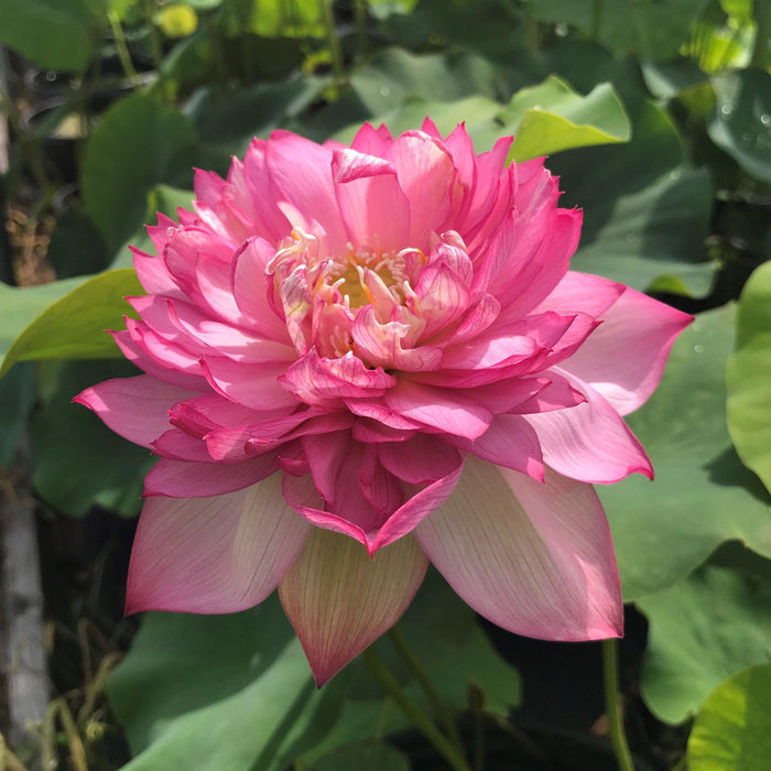 Libby's Light - Constant Blooms Lotus (Bare Root) - Play It Koi