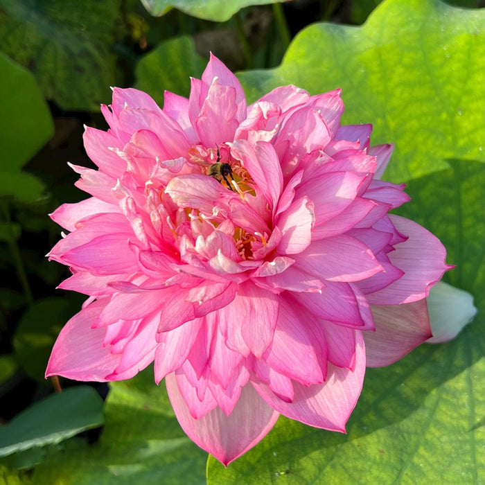 Libby's Light - Constant Blooms Lotus (Bare Root) - Play It Koi