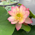 Like Qinhuai Rouge Lotus (Bare Root) - Play It Koi