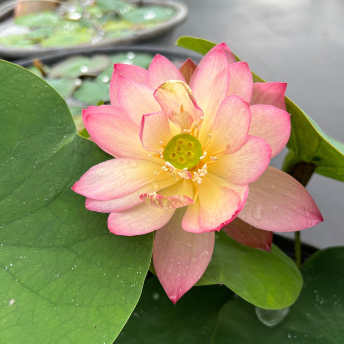 Like Qinhuai Rouge Lotus (Bare Root) - Play It Koi