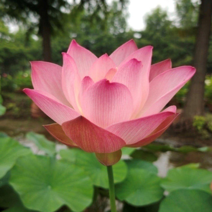 Like Qinhuai Rouge Lotus (Bare Root) - Play It Koi