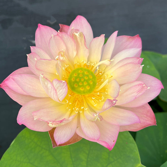 Like Qinhuai Rouge Lotus (Bare Root) - Play It Koi