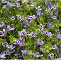 Lindernia Grandiflora - Blue Moneywort (Bare Root) - Play It Koi