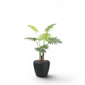 Linford Tall Planter M 44.5x70 With Philodendron 120cm