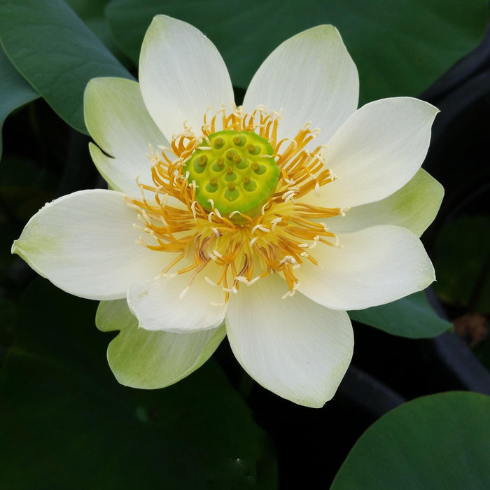 Little Antelope Lotus (Bare Root) - Play It Koi