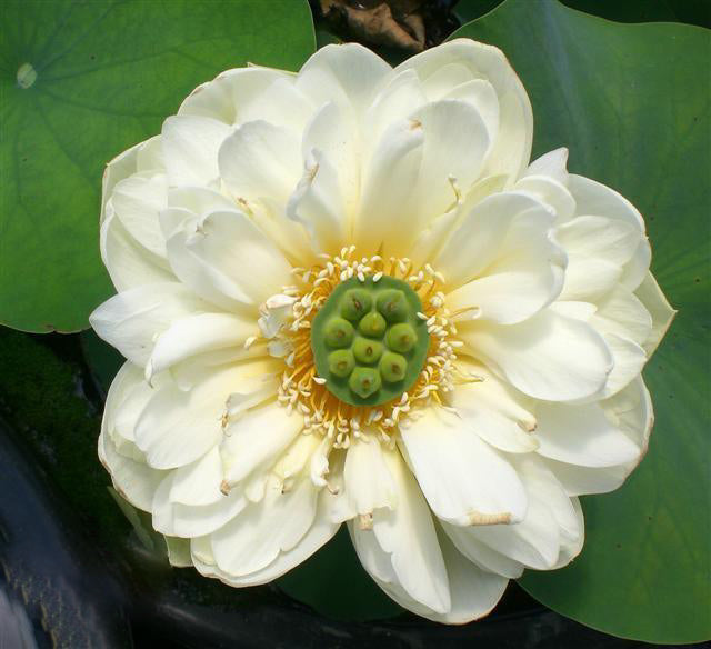 Little Green House Lotus (Bare Root) - Play It Koi