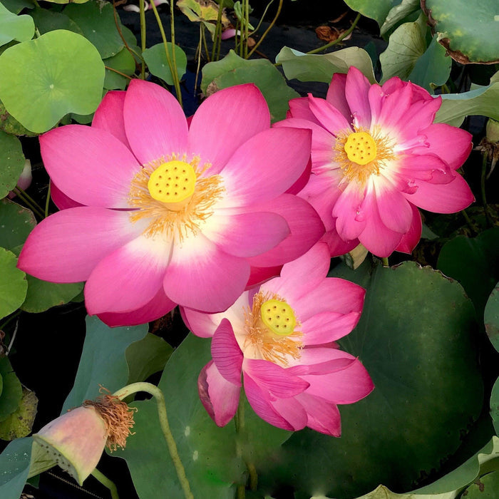 Little Red Chrysanthemum Lotus (Bare Root) - Play It Koi