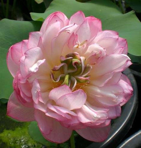 Little Scarlet Peach Lotus (Bare Root)