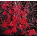 Lobelia ‘Queen Victoria’ (Bare Root) - Play It Koi