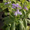 Lobelia Syphilitica 'Blue Lobelia' (Bare Root) - Play It Koi