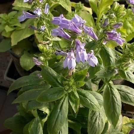 Lobelia Syphilitica 'Blue Lobelia' (Bare Root) - Play It Koi
