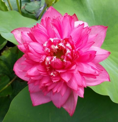 Long-Petal Peach Red Lotus (Bare Root) - Play It Koi