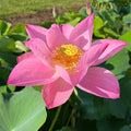 Maggie Belle Slocum by Perry D. Slocum Lotus (Bare Root) - Play It Koi