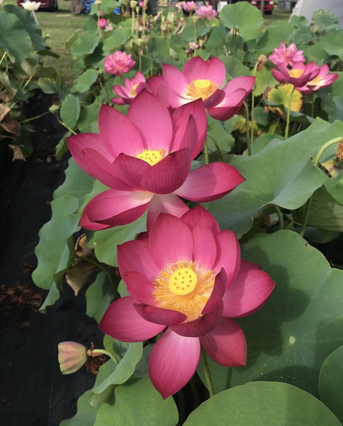 Magnificent - Showstopper Lotus (Bare Root) - Play It Koi