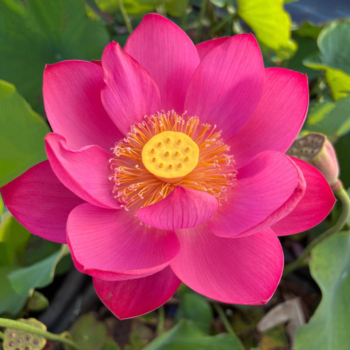 Magnificent - Showstopper Lotus (Bare Root) - Play It Koi