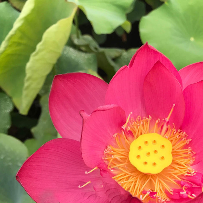 Magnificent - Showstopper Lotus (Bare Root) - Play It Koi