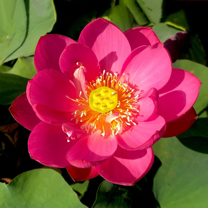Magnificent - Showstopper Lotus (Bare Root) - Play It Koi