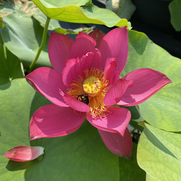 Magnificent 15 - Award Winner Lotus (Bare Root) - Play It Koi