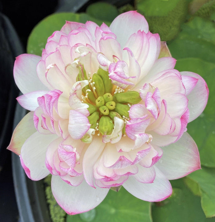 Mallory, My Love Lotus (Bare Root) - Play It Koi