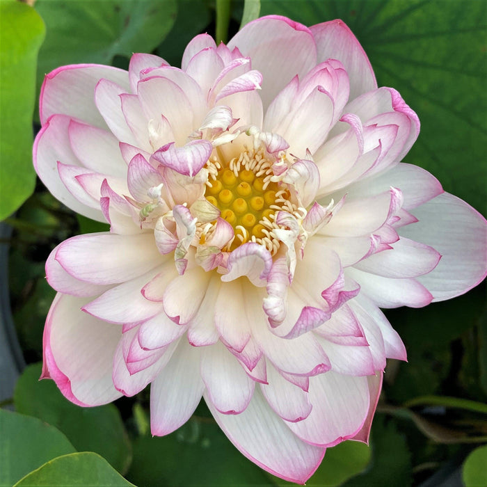 Mallory, My Love Lotus (Bare Root) - Play It Koi