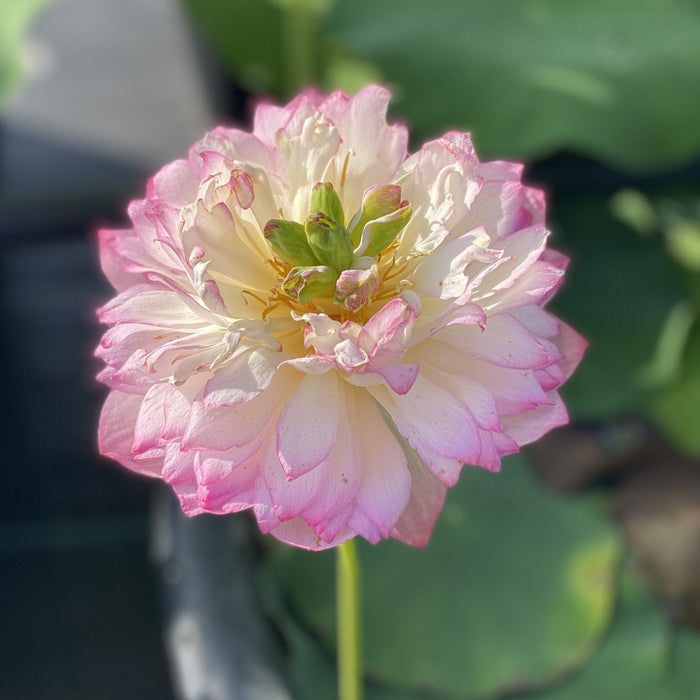 Mallory, My Love Lotus (Bare Root) - Play It Koi