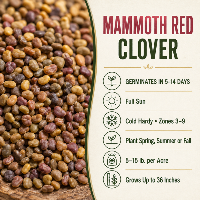 Mammoth Red Clover growing guide and seed