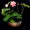Mangala Patum Lotus (Bare Root) - Play It Koi