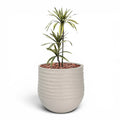 Mariella Round  L 53 x 49 Beige With Dracaena 100cm