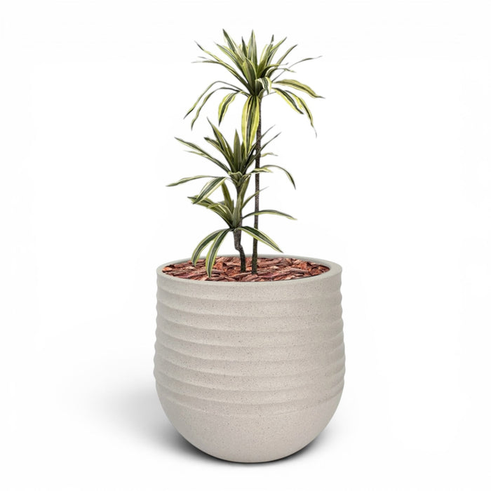 Mariella Round  L 53 x 49 Beige With Dracaena 100cm