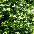 Marsilea Minima - Dwarf Water Clover (Bare Root) - Play It Koi