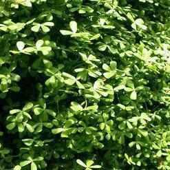 Marsilea Minima - Dwarf Water Clover (Bare Root) - Play It Koi