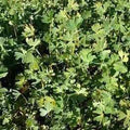Marsilea schelpeana - Cut Leaf Clover (Bare Root) - Play It Koi