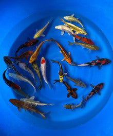 Maruhiro Koi Farm – Mixed Tosai Variety Packages