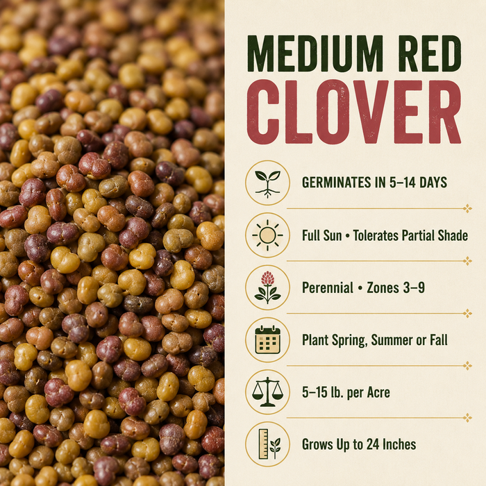 Medium Red Clover growing guide and seed
