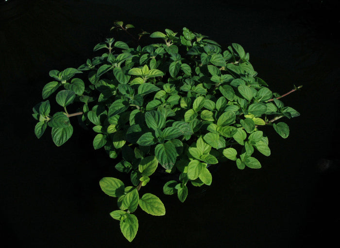 Mentha Aquatica - Water Mint (Bare Root)