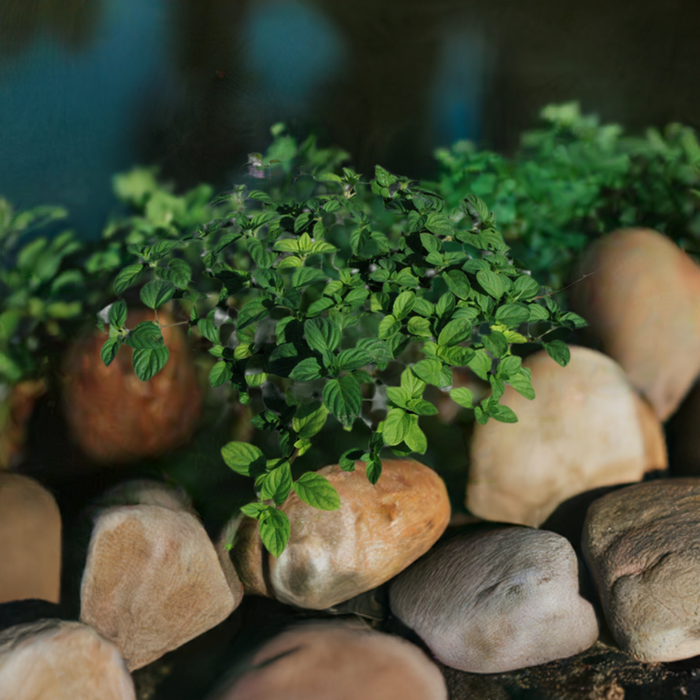 Mentha Aquatica - Water Mint (Bare Root)