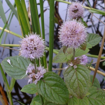 Mentha Aquatica - Water Mint (Bare Root)