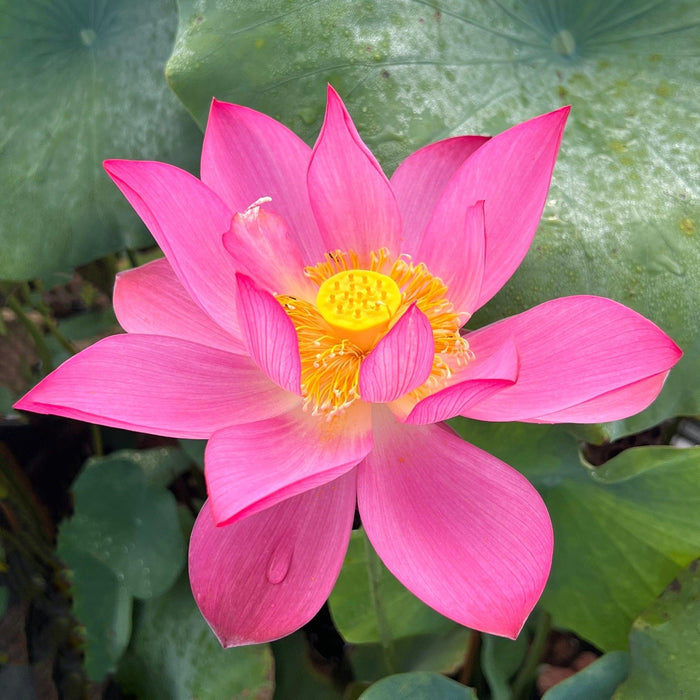 Mi Amigo - My Friend Lotus (Bare Root) - Play It Koi