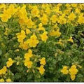 Mimulus Guttatus - Yellow Monkeyflower (Bare Root) - Play It Koi