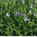 Mimulus Ringens - Lavender Musk (Bare Root) - Play It Koi
