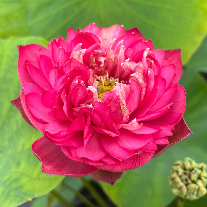 Ming Liu Lotus (Bare Root)