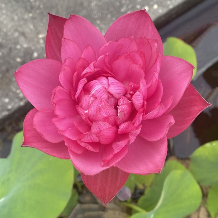 Mini Blood Lotus (Bare Root)