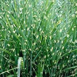 Miscanthus Sinesis 'Strictus' - Chinese Silver Grass (Bare Root) - Play It Koi