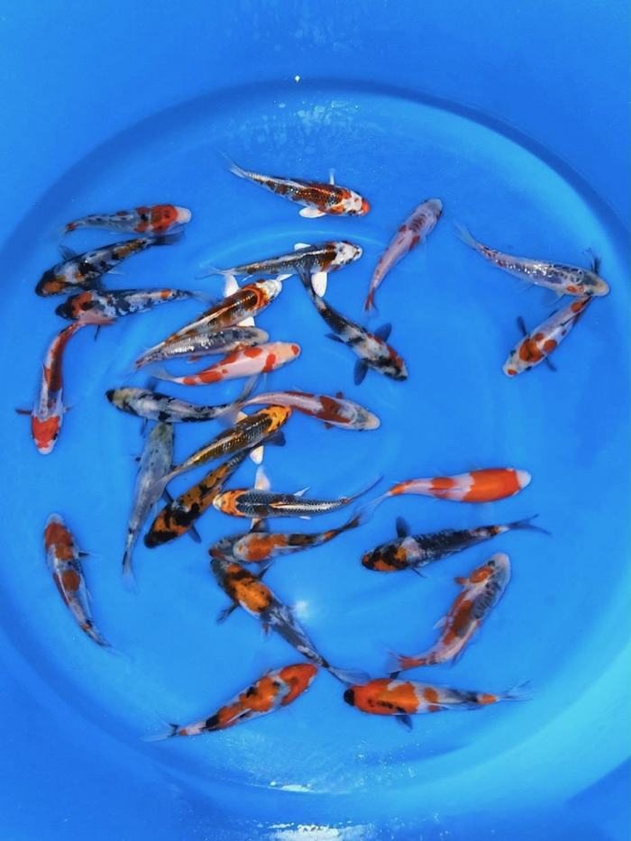 Miyatora Koi Farm – Mixed Tosai Select Packages