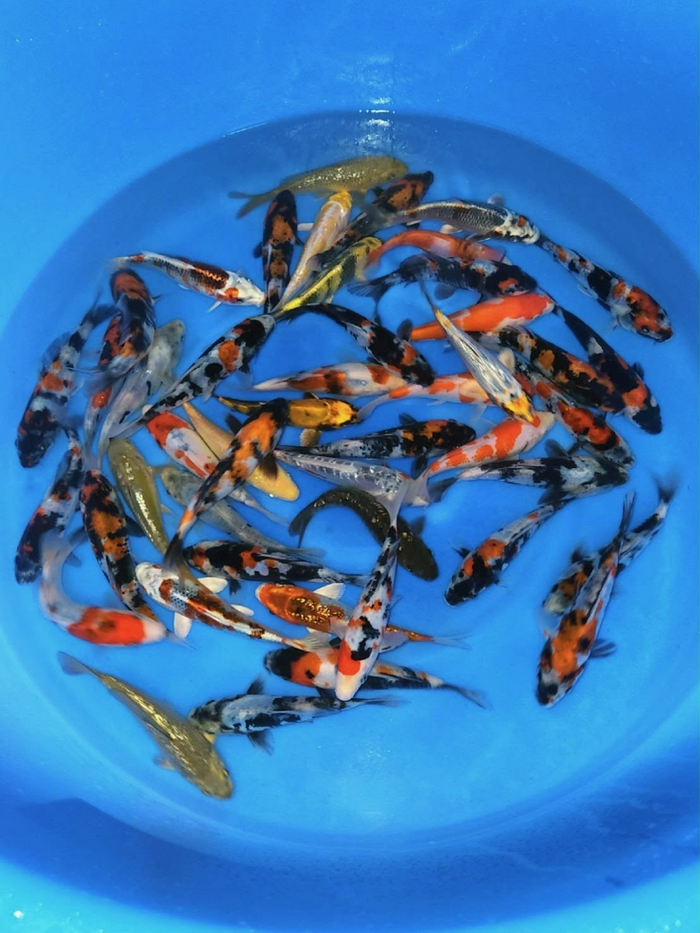 Miyatora Koi Farm – Mixed Tosai Select Packages