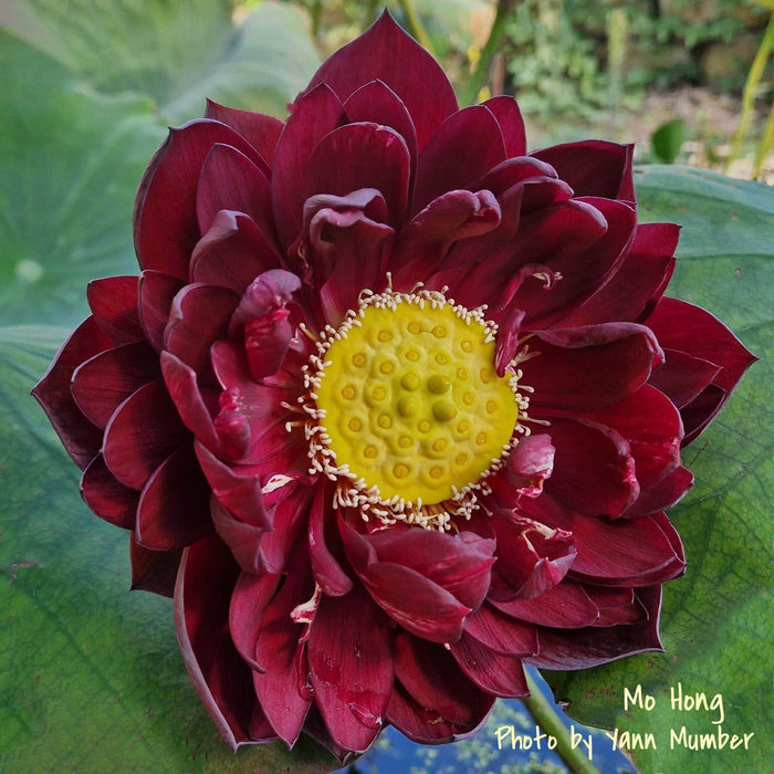 Mo Hong Black Red Lotus (Bare Root)