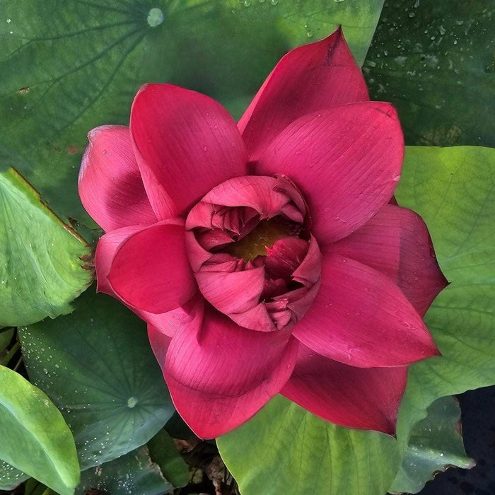 Mo Hong Black Red Lotus (Bare Root)