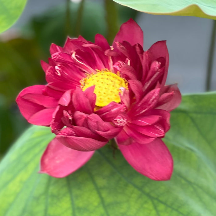 Mo Hong Black Red Lotus (Bare Root)