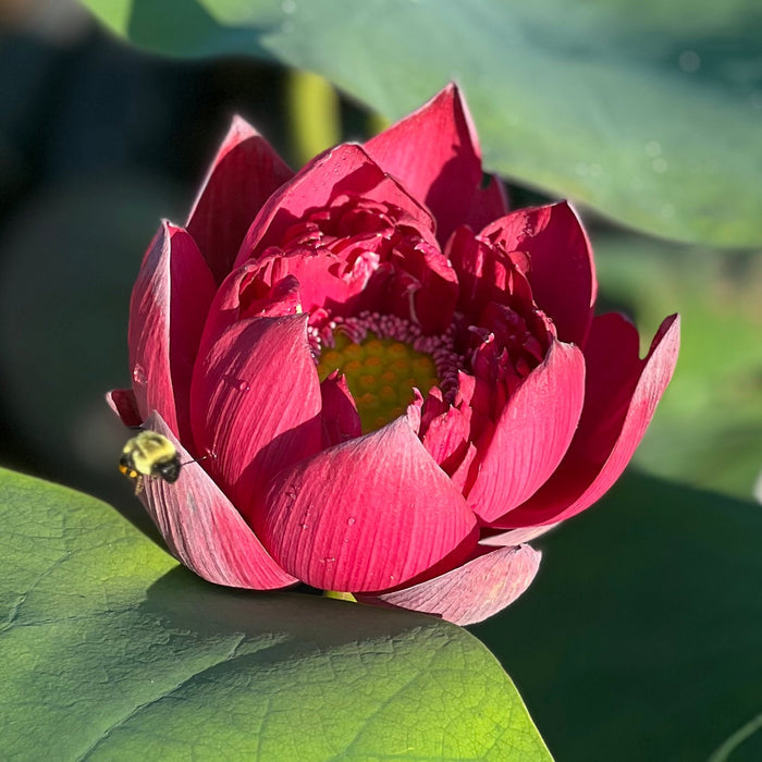 Mo Hong Black Red Lotus (Bare Root)