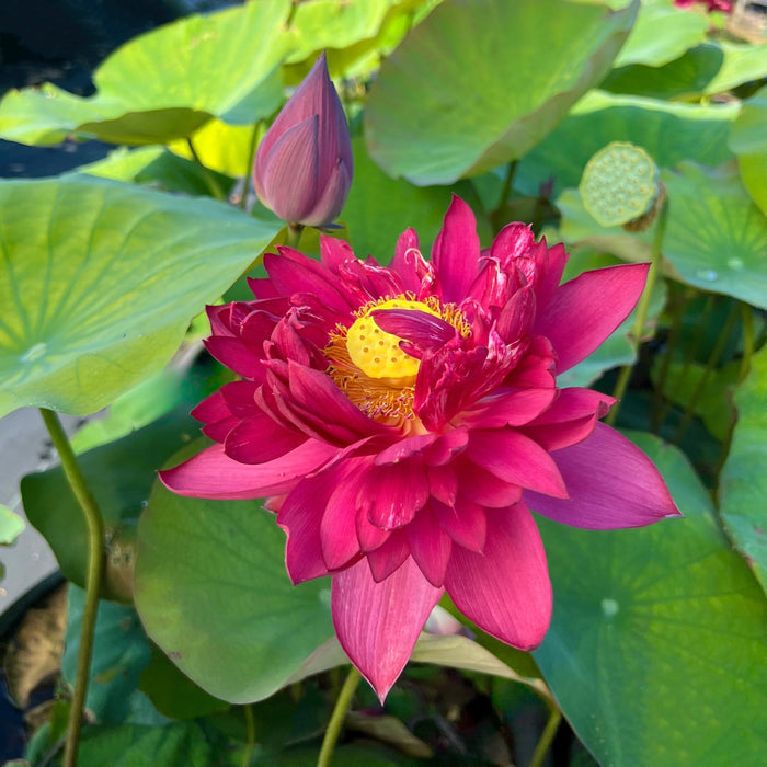 Mo Hong Black Red Lotus (Bare Root)